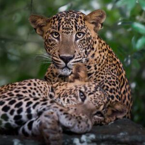 All Inclusive Full Day Safari in Yala