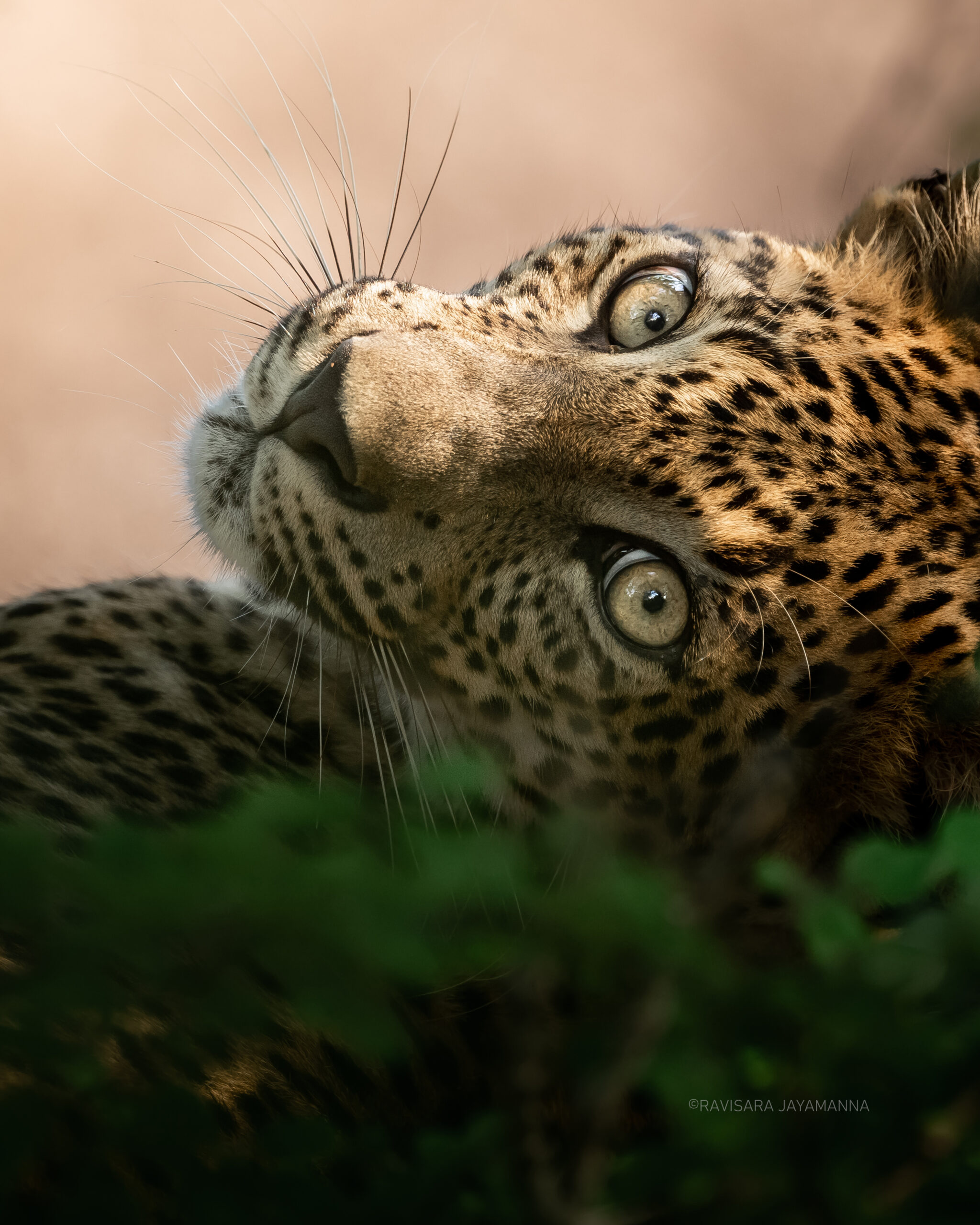Best time to visit Yala National Park